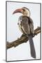 Africa. Tanzania. Red-billed hornbill Serengeti National Park.-Ralph H. Bendjebar-Mounted Photographic Print