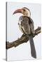 Africa. Tanzania. Red-billed hornbill Serengeti National Park.-Ralph H. Bendjebar-Stretched Canvas