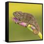 Africa. Tanzania. Rough chameleon, Trioceros rudis, at Ngorongoro crater.-Ralph H. Bendjebar-Framed Stretched Canvas