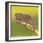 Africa. Tanzania. Rough chameleon, Trioceros rudis, at Ngorongoro crater.-Ralph H. Bendjebar-Framed Photographic Print