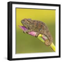 Africa. Tanzania. Rough chameleon, Trioceros rudis, at Ngorongoro crater.-Ralph H. Bendjebar-Framed Photographic Print