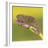 Africa. Tanzania. Rough chameleon, Trioceros rudis, at Ngorongoro crater.-Ralph H. Bendjebar-Framed Photographic Print