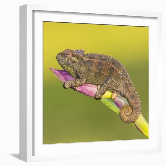 Africa. Tanzania. Rough chameleon, Trioceros rudis, at Ngorongoro crater.-Ralph H. Bendjebar-Framed Photographic Print