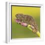 Africa. Tanzania. Rough chameleon, Trioceros rudis, at Ngorongoro crater.-Ralph H. Bendjebar-Framed Photographic Print