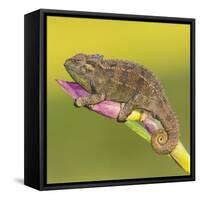 Africa. Tanzania. Rough chameleon, Trioceros rudis, at Ngorongoro crater.-Ralph H. Bendjebar-Framed Stretched Canvas