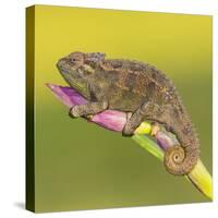 Africa. Tanzania. Rough chameleon, Trioceros rudis, at Ngorongoro crater.-Ralph H. Bendjebar-Stretched Canvas