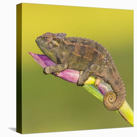 Africa. Tanzania. Rough chameleon, Trioceros rudis, at Ngorongoro crater.-Ralph H. Bendjebar-Stretched Canvas