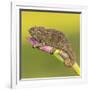 Africa. Tanzania. Rough chameleon, Trioceros rudis, at Ngorongoro crater.-Ralph H. Bendjebar-Framed Photographic Print