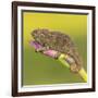 Africa. Tanzania. Rough chameleon, Trioceros rudis, at Ngorongoro crater.-Ralph H. Bendjebar-Framed Photographic Print