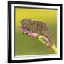 Africa. Tanzania. Rough chameleon, Trioceros rudis, at Ngorongoro crater.-Ralph H. Bendjebar-Framed Photographic Print