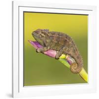 Africa. Tanzania. Rough chameleon, Trioceros rudis, at Ngorongoro crater.-Ralph H. Bendjebar-Framed Photographic Print