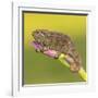 Africa. Tanzania. Rough chameleon, Trioceros rudis, at Ngorongoro crater.-Ralph H. Bendjebar-Framed Photographic Print