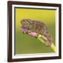 Africa. Tanzania. Rough chameleon, Trioceros rudis, at Ngorongoro crater.-Ralph H. Bendjebar-Framed Photographic Print