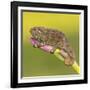 Africa. Tanzania. Rough chameleon, Trioceros rudis, at Ngorongoro crater.-Ralph H. Bendjebar-Framed Photographic Print