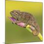 Africa. Tanzania. Rough chameleon, Trioceros rudis, at Ngorongoro crater.-Ralph H. Bendjebar-Mounted Photographic Print