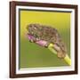 Africa. Tanzania. Rough chameleon, Trioceros rudis, at Ngorongoro crater.-Ralph H. Bendjebar-Framed Photographic Print