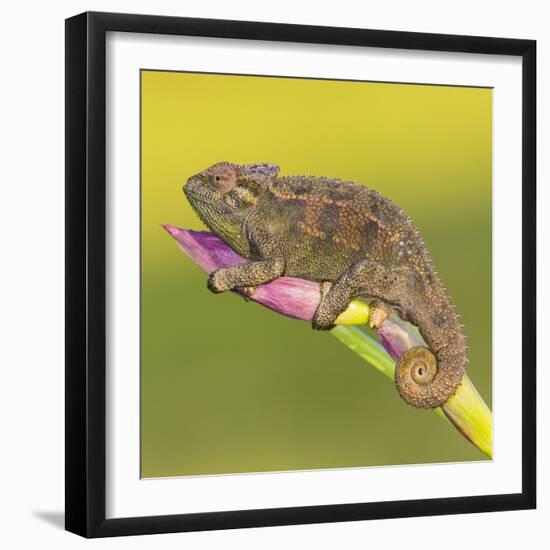 Africa. Tanzania. Rough chameleon, Trioceros rudis, at Ngorongoro crater.-Ralph H. Bendjebar-Framed Premium Photographic Print