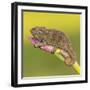 Africa. Tanzania. Rough chameleon, Trioceros rudis, at Ngorongoro crater.-Ralph H. Bendjebar-Framed Premium Photographic Print