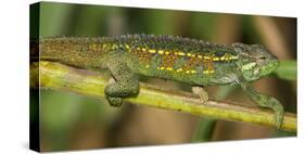 Africa. Tanzania. Rough chameleon, Trioceros rudis, at Ngorongoro crater.-Ralph H. Bendjebar-Stretched Canvas