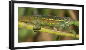 Africa. Tanzania. Rough chameleon, Trioceros rudis, at Ngorongoro crater.-Ralph H. Bendjebar-Framed Photographic Print