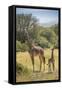 Africa, Tanzania, Serengeti National Park. Giraffe parent and young.-Jaynes Gallery-Framed Stretched Canvas