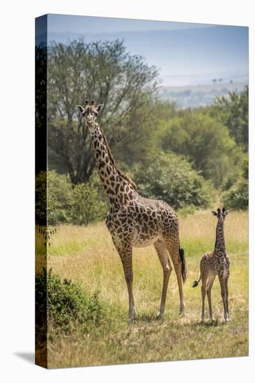 Africa, Tanzania, Serengeti National Park. Giraffe parent and young.-Jaynes Gallery-Stretched Canvas