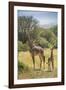 Africa, Tanzania, Serengeti National Park. Giraffe parent and young.-Jaynes Gallery-Framed Photographic Print