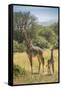 Africa, Tanzania, Serengeti National Park. Giraffe parent and young.-Jaynes Gallery-Framed Stretched Canvas