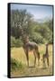Africa, Tanzania, Serengeti National Park. Giraffe parent and young.-Jaynes Gallery-Framed Stretched Canvas