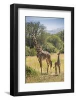 Africa, Tanzania, Serengeti National Park. Giraffe parent and young.-Jaynes Gallery-Framed Photographic Print