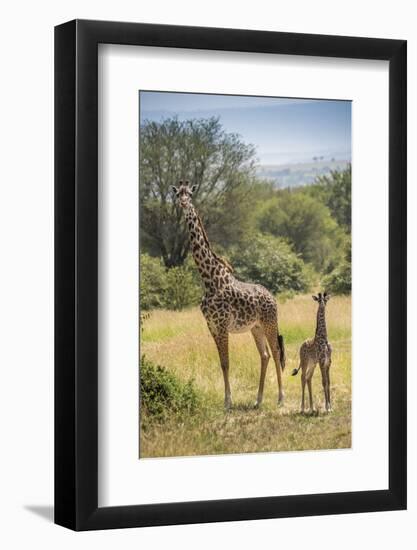 Africa, Tanzania, Serengeti National Park. Giraffe parent and young.-Jaynes Gallery-Framed Photographic Print
