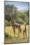 Africa, Tanzania, Serengeti National Park. Giraffe parent and young.-Jaynes Gallery-Mounted Photographic Print