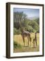 Africa, Tanzania, Serengeti National Park. Giraffe parent and young.-Jaynes Gallery-Framed Photographic Print