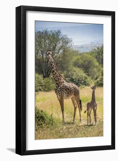 Africa, Tanzania, Serengeti National Park. Giraffe parent and young.-Jaynes Gallery-Framed Photographic Print