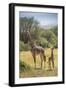 Africa, Tanzania, Serengeti National Park. Giraffe parent and young.-Jaynes Gallery-Framed Photographic Print