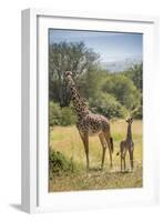 Africa, Tanzania, Serengeti National Park. Giraffe parent and young.-Jaynes Gallery-Framed Photographic Print