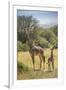 Africa, Tanzania, Serengeti National Park. Giraffe parent and young.-Jaynes Gallery-Framed Photographic Print