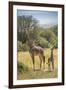 Africa, Tanzania, Serengeti National Park. Giraffe parent and young.-Jaynes Gallery-Framed Photographic Print