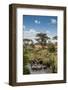 Africa, Tanzania, Serengeti National Park. Zebra herd.-Jaynes Gallery-Framed Photographic Print