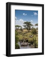Africa, Tanzania, Serengeti National Park. Zebra herd.-Jaynes Gallery-Framed Photographic Print