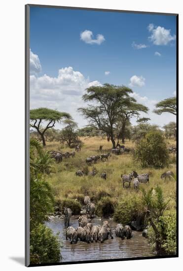 Africa, Tanzania, Serengeti National Park. Zebra herd.-Jaynes Gallery-Mounted Photographic Print