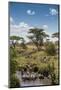 Africa, Tanzania, Serengeti National Park. Zebra herd.-Jaynes Gallery-Mounted Photographic Print