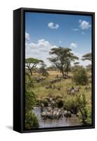 Africa, Tanzania, Serengeti National Park. Zebra herd.-Jaynes Gallery-Framed Stretched Canvas