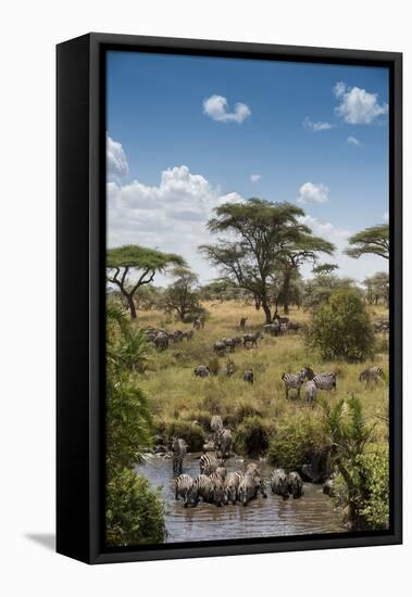 Africa, Tanzania, Serengeti National Park. Zebra herd.-Jaynes Gallery-Framed Stretched Canvas