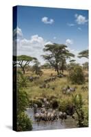 Africa, Tanzania, Serengeti National Park. Zebra herd.-Jaynes Gallery-Stretched Canvas