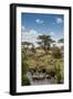 Africa, Tanzania, Serengeti National Park. Zebra herd.-Jaynes Gallery-Framed Photographic Print