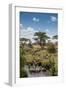 Africa, Tanzania, Serengeti National Park. Zebra herd.-Jaynes Gallery-Framed Photographic Print