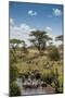 Africa, Tanzania, Serengeti National Park. Zebra herd.-Jaynes Gallery-Mounted Photographic Print