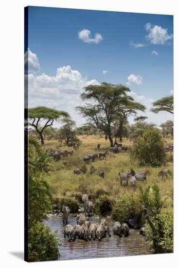 Africa, Tanzania, Serengeti National Park. Zebra herd.-Jaynes Gallery-Stretched Canvas