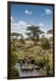 Africa, Tanzania, Serengeti National Park. Zebra herd.-Jaynes Gallery-Framed Photographic Print